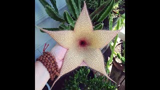 STAPELIA GIGANTEA [upl. by Ramirol]