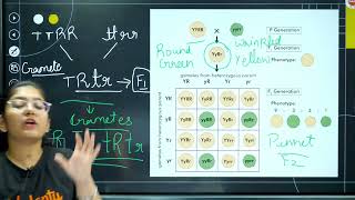 Dihybrid Cross  One Shot in 10 Minutes  CBSE Class 9 Biology [upl. by Jacklyn497]