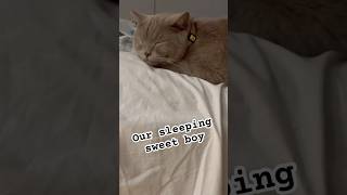 My sleeping sweet boy thecuriousmidnight shorts shortsvideo scottishcat cutecat catlover [upl. by Niwri470]