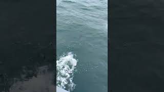 Dalls Porpoises porpoise alaska sealife fast travel tour tourist boating cold shorts [upl. by Aneloj]