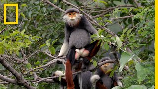 This Endangered Monkey is One of the World’s Most Colorful Primates  Short Film Showcase [upl. by Tedder28]