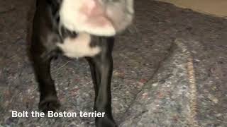 Barking puppy Boston terrier [upl. by Lawler]