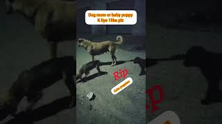 IS My Dog REALLY Dying pets dog animals trend shortsfeed rip cute [upl. by Audra]