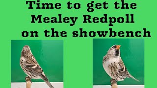 Time to get the Mealey Redpoll on the Show bench [upl. by Dnallor586]