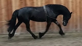 How lunging your Friesian horse without a lunge [upl. by Irpak]