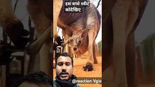 Kangaroo baby sweet 🦘 shorts short youtube Kangaroo viralshort [upl. by Betthel]