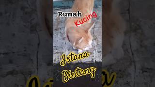 Olen n flen cat catlover cute shortvideo subscribe [upl. by Urania743]