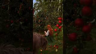 blustery day in the orchard 🍎 darkcottagecore cottagecore harvest irishwolfhound appleorchard [upl. by Anaeirb]