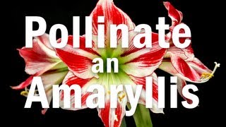 How to Pollinate an Amaryllis Flower [upl. by Kilar325]