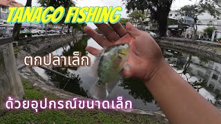 Tanago fishing เกมส์ปลาเล็ก ในวันฝนตก onemanandthefish [upl. by Alric]