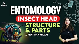 Entomology  Insect Head Structure amp Parts  Short Concepts of Entomology By Pratibha Maam [upl. by Hamo41]