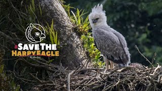 Conservation History  Harpy Eagle in Colombia  English Version [upl. by Ivers]