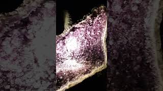 GIANT AMETHYST COLLECTION SHORTS SATISFYING trendingvideo [upl. by Anawed]