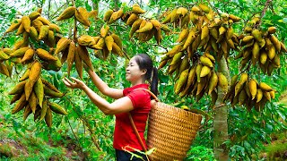 Harvesting Wild Fruit amp Goes To Market Sell  Gardening And Cooking  Lý Tiểu Vân [upl. by Accire]