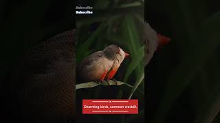 Charming birds common waxbill [upl. by Valiant]