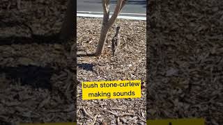 This is What Bush StoneCurlew Sounds When I got Too Closed  Grounddwelling Bird Endemic to AUS [upl. by Codd]