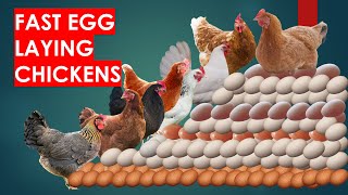 27 Fast Egg Laying Chicken Breeds to Make you Rich [upl. by Aynos]