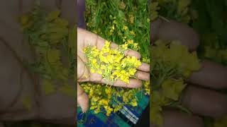 সরিষা ফুলের বড়া  Mustard Flower Recipe  Nazmas Cooking Studio shorts [upl. by Morgan261]