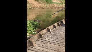 Fish🎣🎣 shimano fish fishingvideo [upl. by Steffi947]