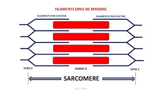 La contraction musculaire  fibre musculaire sarcomère complexe actinemyosine [upl. by Cardew]