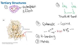 Tertiary Protein Structure  Biochemistry [upl. by Ledarf]