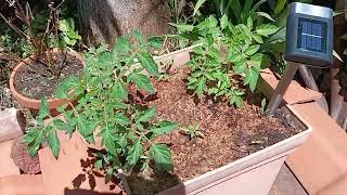 Tomato Seedlings Getting Bigger [upl. by Selby]