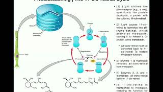 Phototransduction and Visual processing [upl. by Rintoul119]