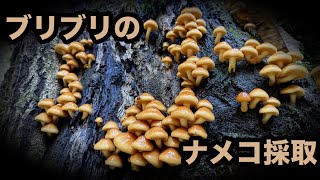 今日はいつものポイントでブリブリのナメコ🍄採取して来ました🙏 [upl. by Okajima]