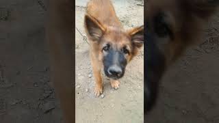 Cute puppy shortsshortvideo [upl. by Enilrae]