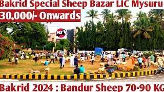 Bakrid Special Sheep Bazar  LIC Circle Mysuru  Bandur Sheep  Bakrid 2024 [upl. by Essinger391]