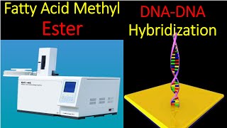 Fatty Acids Methyl Ester FAME II DNA DNA Hybridization II Molecular Identification of Bacteria [upl. by Leodora]