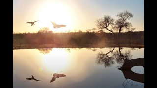 Geese Arrive to Greet The Day [upl. by Ciprian]