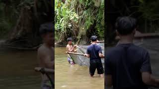 Menjala Ikan di kampung wisata alam sari wisata kampungwisata menjaladisungai shorts video [upl. by Zerdna]