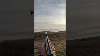 It took two pheasanthunting pheasant hunting birdhunting uplandhunting birdhunter [upl. by Ainival]