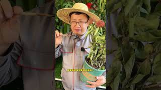 怎么来判断盆栽出现的各种问题 How to diagnose various problems with potted plants盆栽 养花小知识 爱生活爱养花 花卉绿植 [upl. by Irmgard]