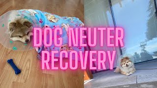 What to expect during the 2 weeks of neuter recovery Benjis Cryptorchidism aftercare [upl. by Ardnasyl]