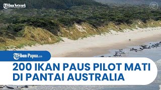 Tersapu Ombak Sebanyak 200 Ikan Paus Pilot Mati Terdampar di Pantai Australia [upl. by Penni]