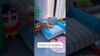 Diapers for puppies shortsshorts viralshort viralvideo poodle funydog1010 usadogs dog usa [upl. by Anhcar]