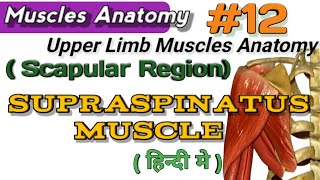 Muscle Anatomy In HindiSupraspinatusPart 12Upper Limb Muscle Hindi [upl. by Aretta]