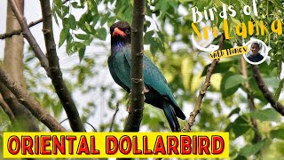 ORIENTAL DOLLARBIRD  Birds of Sri Lanka with Thinev  Sound  Call [upl. by Justina]