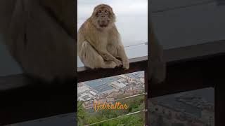 Travel vlog Gibraltar Makak Rhesus trailer vlog mountains makak gibraltar [upl. by Meldon]