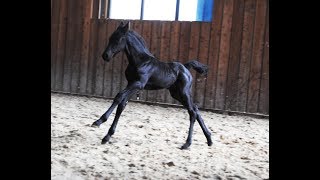 10 days old Friesian horse filly Jildou at the inside arena so cute [upl. by Chesney]