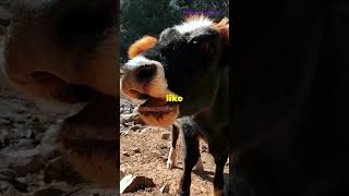 Why Do Cows Have 4 Stomachs 🐄  MindBlowing Fact facts shorts [upl. by Budwig]