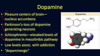 Neurotransmitters Overview [upl. by Jemima]