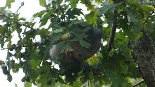 Wood pigeon trying to eat an acorn [upl. by Yornek615]