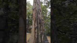 Daringbadi Odisha Video 9  Midubanda Waterfall [upl. by Eanal]