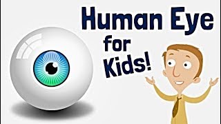 The Human Eye for Kids [upl. by Sheelagh720]