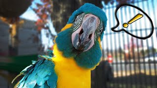 Teaching My Macaw to Say Lots of Words HIS VOICE THOUGH [upl. by Moran]