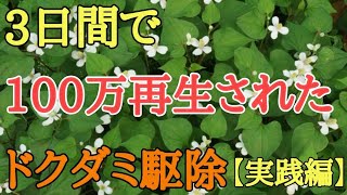 【雑草対策】除草剤は必要なし今回は2種類の方法で庭のドクダミを生えなくします。 [upl. by Elery]