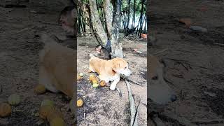 baby monkey playing with dog monkeyvideo monkey monkeylubu monkeydluffy monkey4u monkeyluice [upl. by Sirdna]